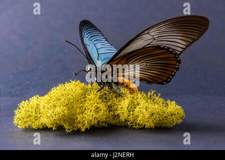 African Giant Blue Swallowtail (Papilio Zalmoxis) specimen set on Finnish moss, spot lit and isolated against studio background. Stock Photo