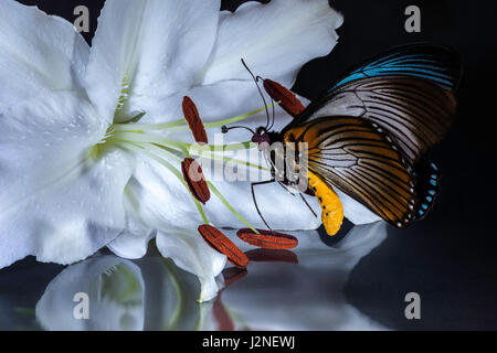 African Giant Blue Swallowtail (Papilio Zalmoxis) specimen set on a white lily, spot lit and isolated against studio background. Stock Photo