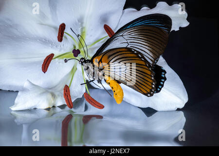 African Giant Blue Swallowtail (Papilio Zalmoxis) specimen set on a white lily, spot lit and isolated against studio background. Stock Photo