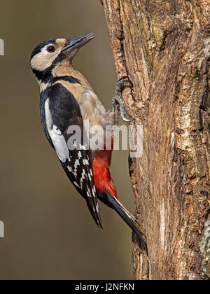 Female great spotted woodpecker on tree trunk Stock Photo