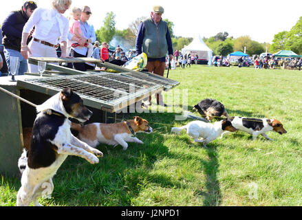 Terriers in the Terrier Racing ( dummy rabbit on a pulley) at the Chiddingfold, Leconfield & Cowdray Hunt point-to-point on a glorious spring Bank Holiday in the Sussex South Downs, Parham, West Sussex, UK Stock Photo