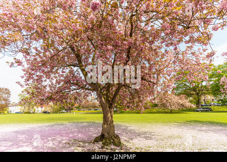 Gainford, Co. Durham, UK. 30th April 2017. A carpet of cherry blossom covers the ground in Gainford on a warm and sunny day in County Durham on bank holiday weekend. Credit Robert Smith/Alamy Live News Stock Photo