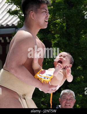 Babies held by an amateur sumo wrestler cry during the 