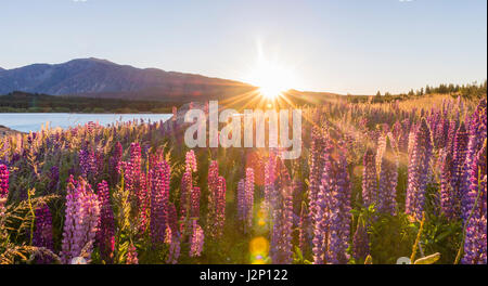 Sun shining through purple Large-leaved lupines (Lupinus polyphyllus), sunrise, backlight, Lake Tekapo, Canterbury Region Stock Photo