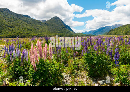 Purple Large-leaved lupines (Lupinus polyphyllus) in front of mountain scenery, Fiordland National Park, Te Anau Stock Photo