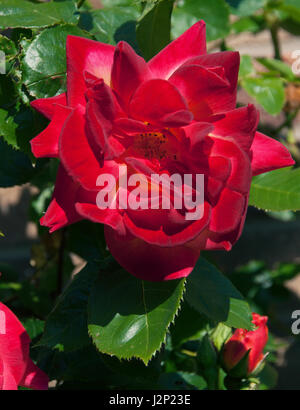 Rosa Ruby Wedding is a tea-rose with deep ruby-red blooms with velvety texturre Stock Photo