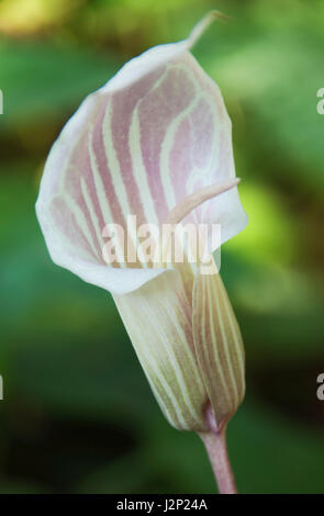 Arisaema candidissimum or striped cobra lily belongs to the Arum family and is pinkish or greenish white or cream, with stripes which are green on the