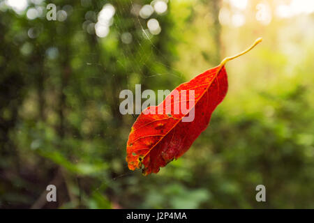 Single old red leaf hanging on spiderweb in a forest against blurred forest trees and warm sunset sky Stock Photo