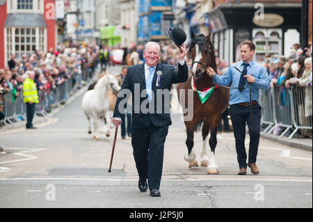 stallions and winning owners charging down cardigan high street at this years parade of stallions event in cardigan west wales Stock Photo