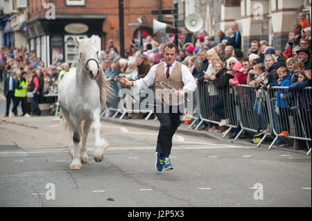 stallions and winning owners charging down cardigan high street at this years parade of stallions event in cardigan west wales Stock Photo
