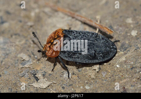 Red-breasted Carrion Beetle - Oiceoptoma thoracicum Stock Photo