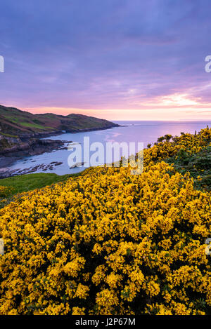 Gorse flowering in spring on the cliff top overlooking Rockham Beach and Morte Point on the North Devon coast at dusk, England. Stock Photo