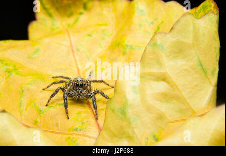 Close up macro jumping Spider on yellow leaf
