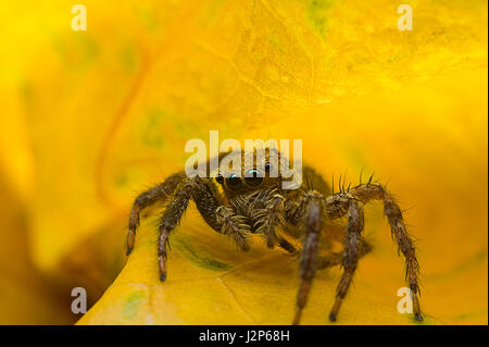 Close up macro jumping Spider on yellow leaf