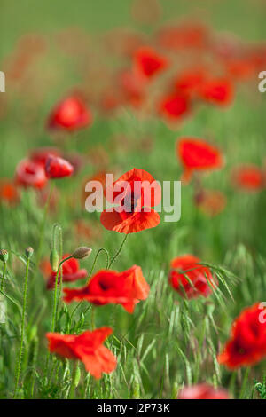 Nature, spring, blooming flowers concept - close-up of industrial farming of poppy flowers in the open ground, active flowering crops on a field of poppies - vertical - empty space for text. Stock Photo