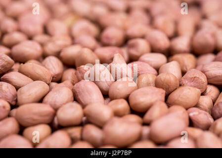 Mumbai / India  13 April 2017  The peanut  also known as the groundnut Isolated on White Background  Mumbai India Stock Photo