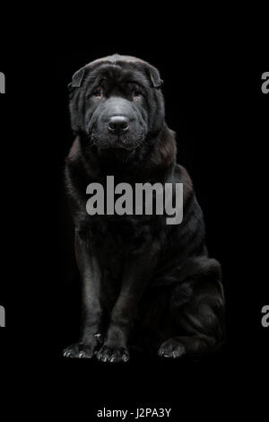 Beautiful old black purebred shar pei dog sitting on black background. Copy space. Stock Photo