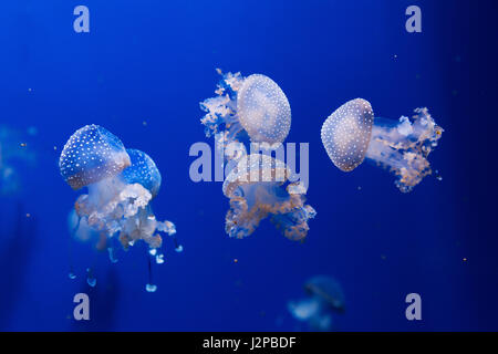 white spotted jellyfish phyllorhiza punctata Stock Photo