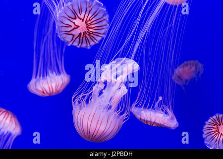 jellyfish - chrysaora pacifica