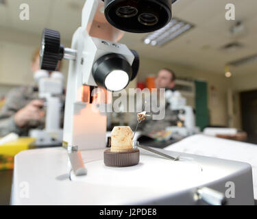 A microscope inside the entomology lab at the 88th Aerospace Medicine Squadron stations a medically significant fly of the family Diptera at Wright-Patterson Air Force Base, Ohio, April 21, 2017. The 88th AMDS students study the mechanical vectors of insects of military importance and the major diseases they transmit. (U.S. Air Force photo by Michelle Gigante/released) Stock Photo