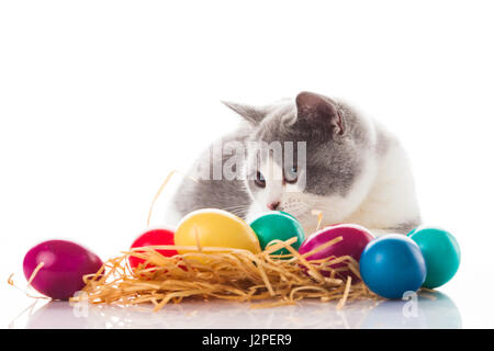 cat and easter eggs on white background.  funny british kitten with Easter egg Stock Photo