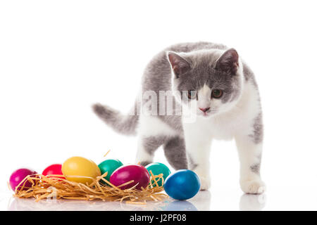 cat and easter eggs on white background.  funny british kitten with Easter egg Stock Photo