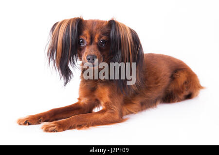 russian toy. little dog, small dog Stock Photo