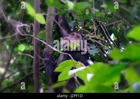 A baby chimpanzee of the Kasakela chimpanzee community is observed in Gombe Stream National Park located in western Kigoma Region, Tanzania Stock Photo