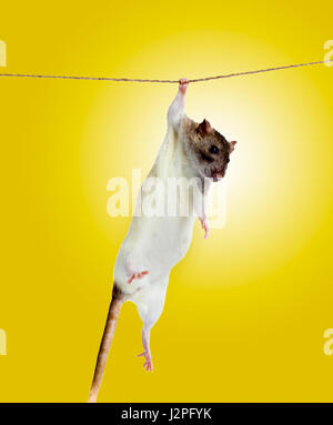 funny little rat on rope Stock Photo