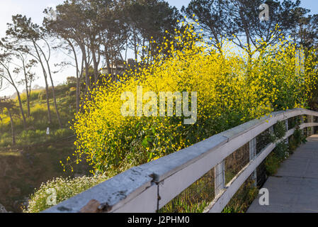 Wildflowers above the La Jolla, California coastline photographed on a Spring morning. Stock Photo