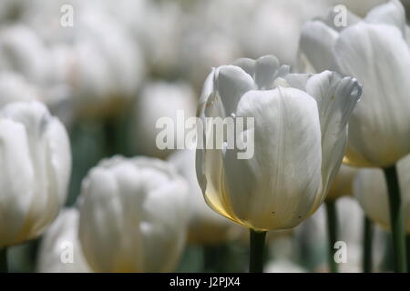 White Tulips Stock Photo