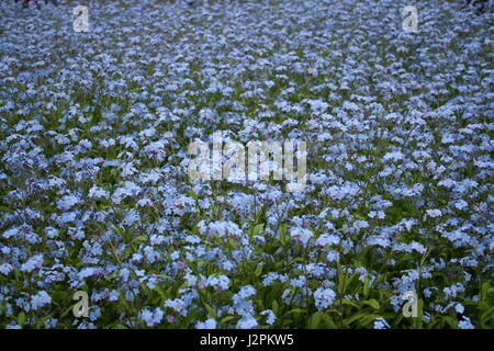 Field of beautiful little blue flowers in spring Stock Photo