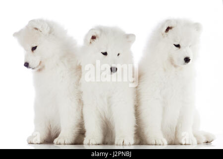 three samoyed puppies isolated on the white background. funny puppies of Samoyed dog Stock Photo