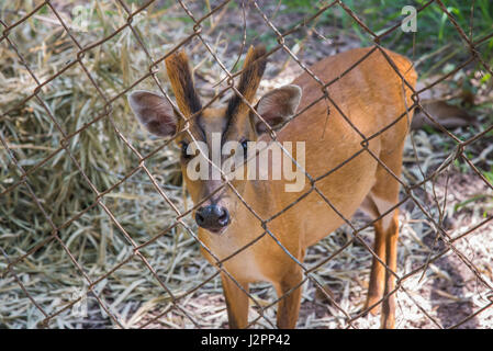 Indian muntjac in cage,Deer wait for food in cage Stock Photo