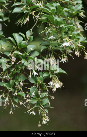 Styrax japonicus Stock Photo