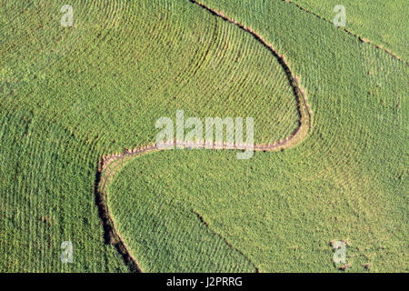 Aerial perspective of the patterns in a sugar cane field. Stock Photo