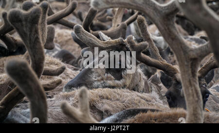 A herd of reindeer, closely standing in the paddock. The Yamal Peninsula. Summer time. Stock Photo