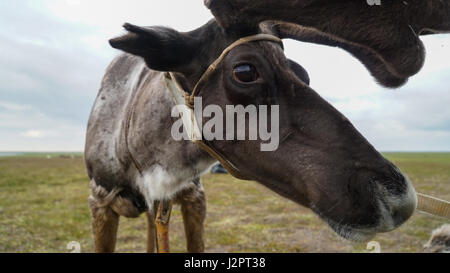 Reindeer in harness. The Yamal Peninsula. Summer time Stock Photo