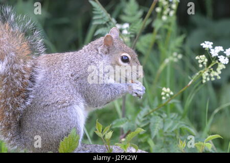 Squirrel sits among the plants Stock Photo
