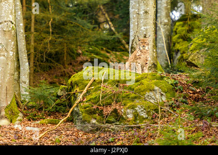 Beautiful Eurasian Lynx (Lynx lynx) depicted seated on a rocky outcrop, in a remote woodland winter setting. Stock Photo
