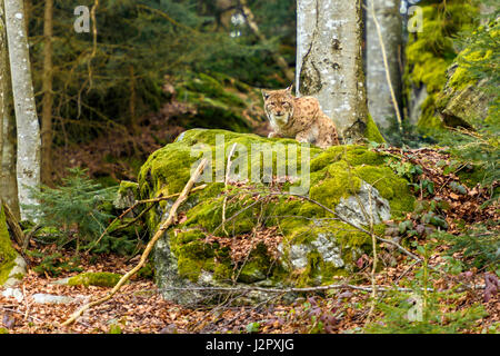Beautiful Eurasian Lynx (Lynx lynx) depicted crouched on a rocky outcrop, in a remote woodland winter. setting. Stock Photo