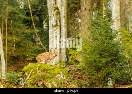 Beautiful Eurasian Lynx (Lynx lynx) depicted yawning on a rocky outcrop, in a remote woodland winter. setting. Stock Photo