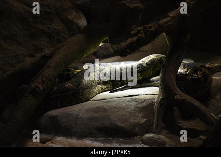 Burmese Python Stock Photo