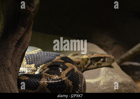 Burmese Python Stock Photo