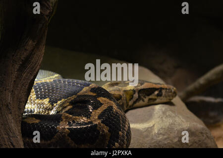 Burmese Python Stock Photo