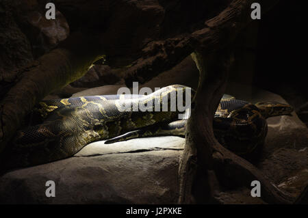 Burmese Python Stock Photo