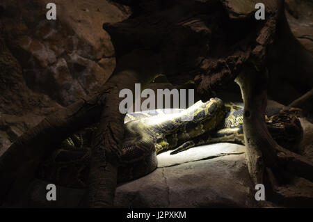 Burmese Python Stock Photo