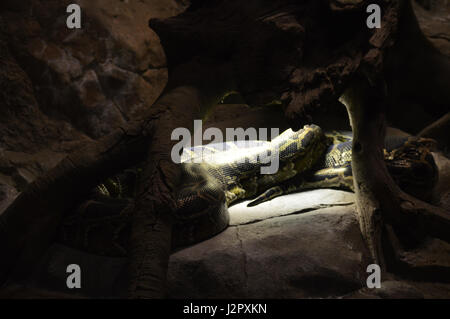 Burmese Python Stock Photo