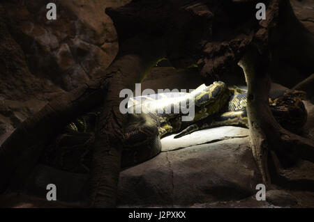 Burmese Python Stock Photo