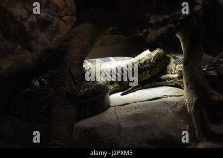 Burmese Python Stock Photo